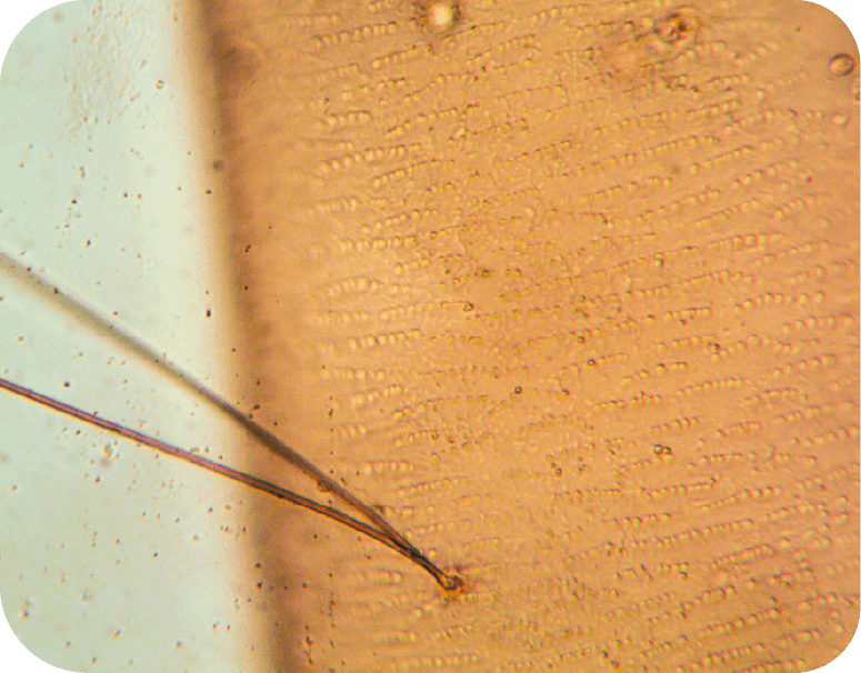 Calidad microscópica